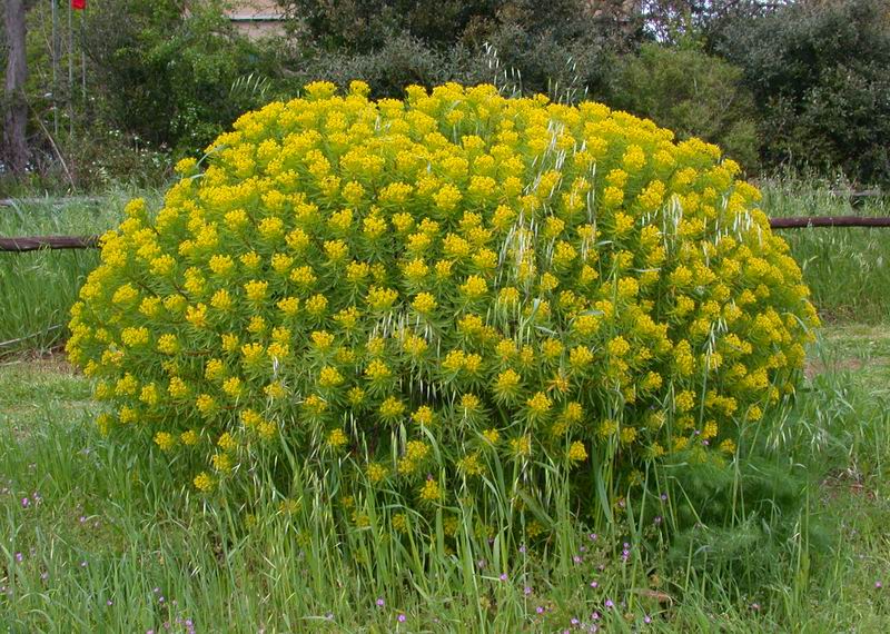 Euphorbia dendroides / Euforbia arborescente